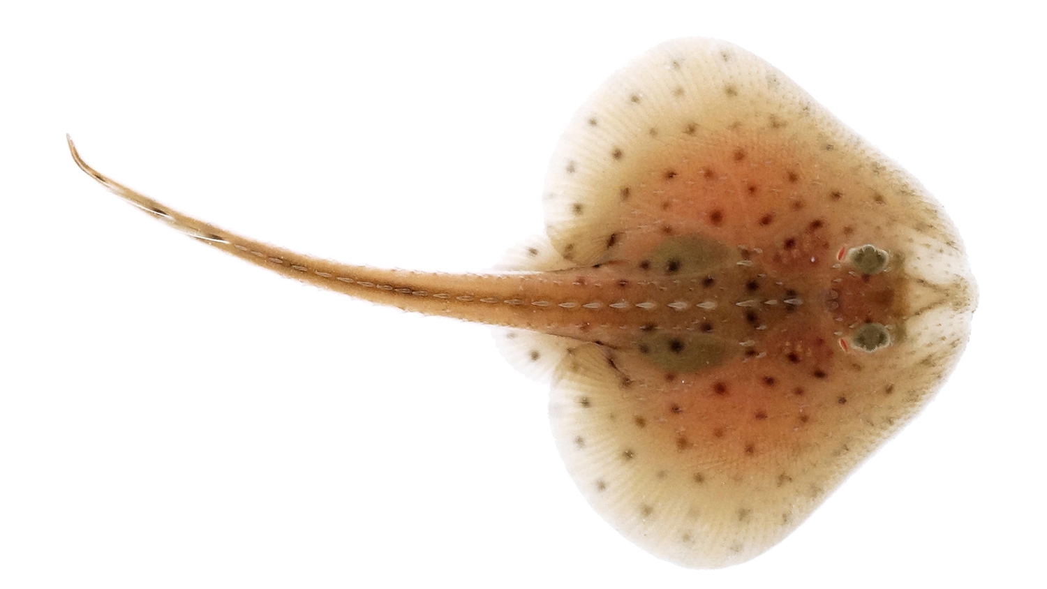 little skate on a white background