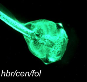 Xtr.Et(eef1a1:GFP)folMead