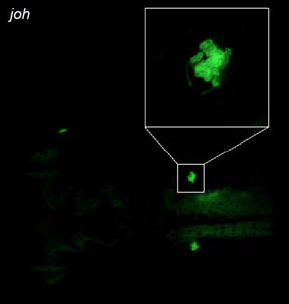 Xtr.Et(eef1a1:GFP)johMead