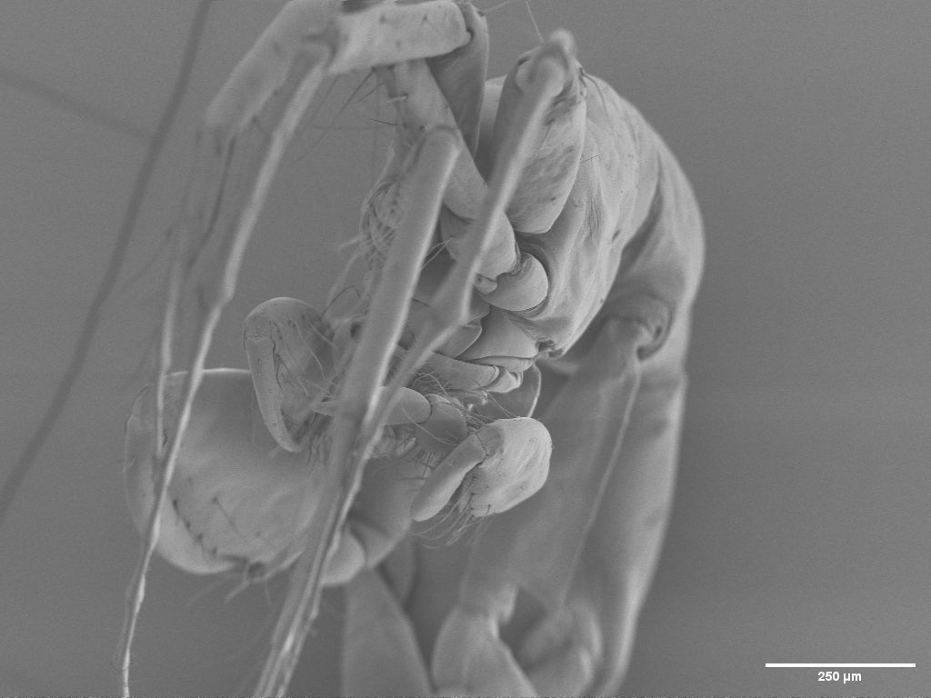 C mutica under a SEM Image taken during the 2022 Embryology course at MBL Credit- Brendon Griffith UConn.jpg