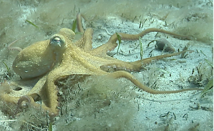 An octopus on the ocean floor. Credit Roger Hanlon