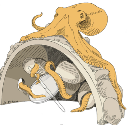 Octopus experimental setup. Credit Roger Hanlon