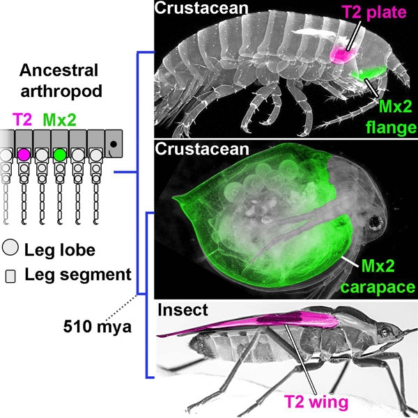 Graphical abstract on the evolution of the carapace. Credit Heather Bruce and Nipam Patel