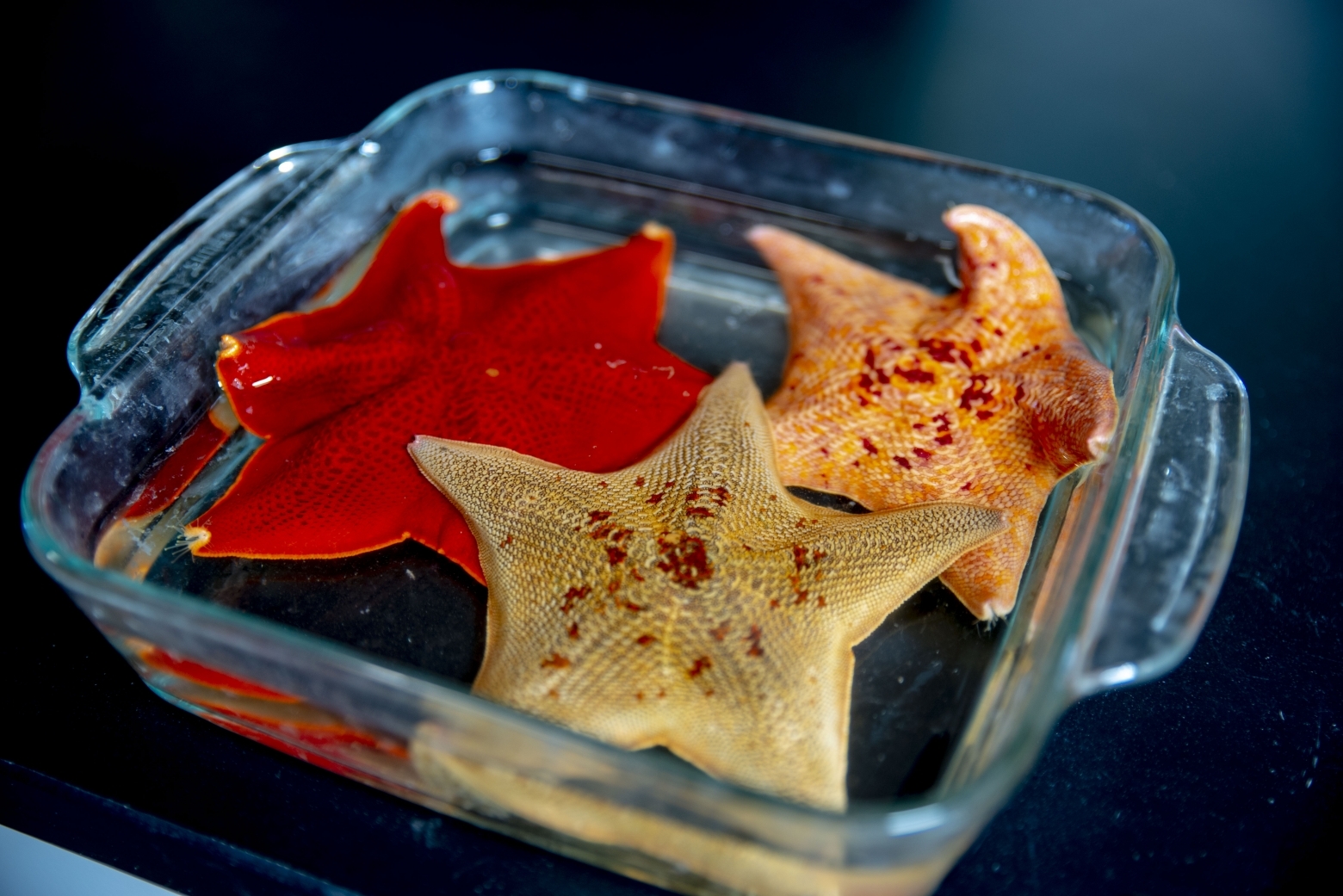 The sea star Patiria miniata. Photo credit: Conor Gearin