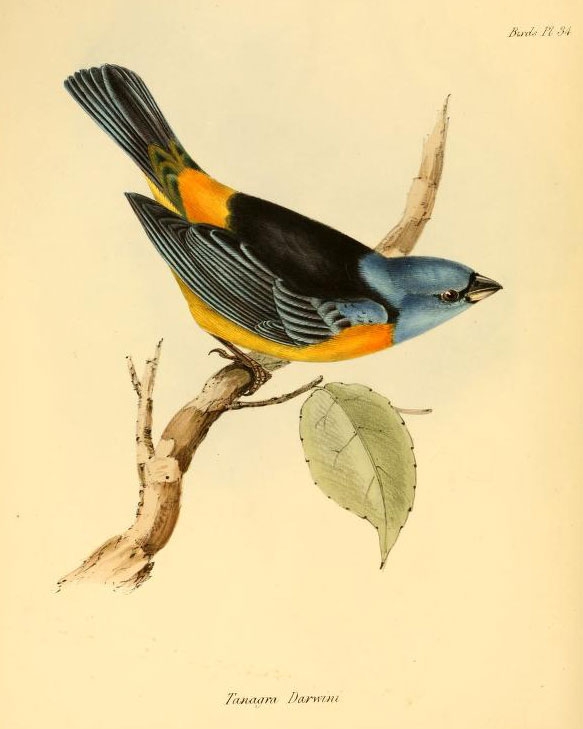 Plate 3 from The zoology of the voyage of H.M.S. Beagle ... during the years 1832-1836" by Charles Darwin. Courtesy Biodiversity Heritage Library