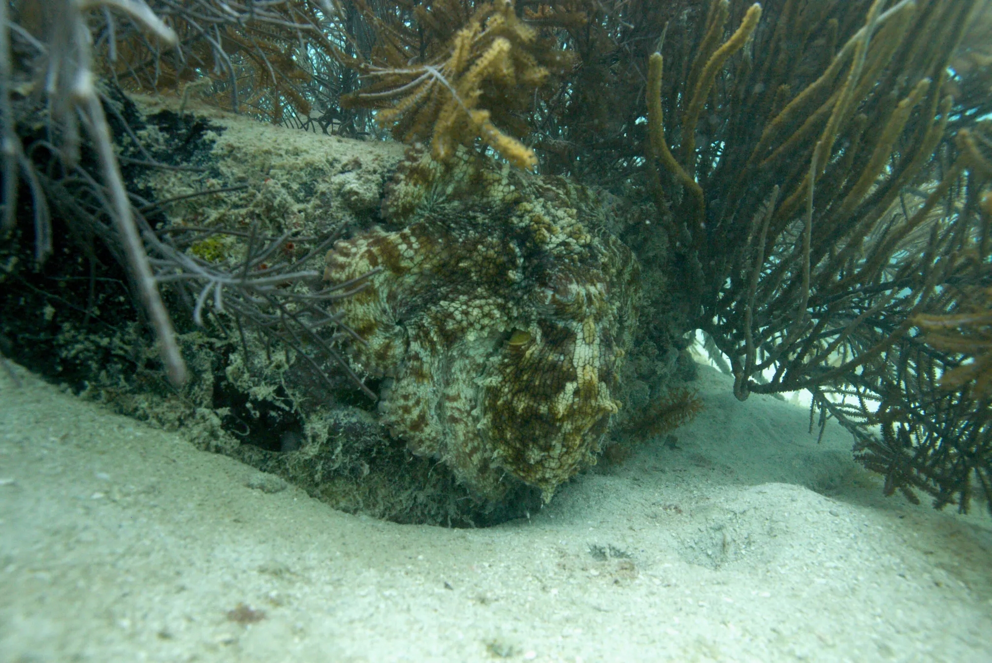 A common octopus (Octopus vulgaris) in hiding. Credit: Roger Hanlon