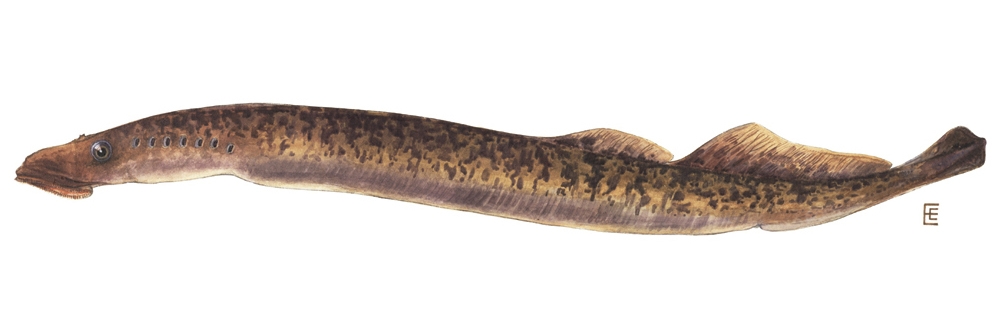 sea lamprey