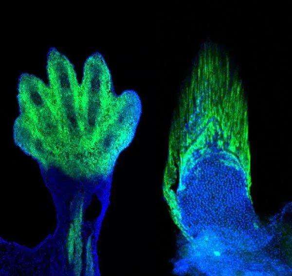 Markers of the wrists and digits in the limb of a mouse (left) are present in fish and demarcate the fin rays (right). The wrist and digits of tetrapods are the cellular and genetic equivalents of the fin rays of fish. Credit: Andrew Gehrke and Marie Kmita