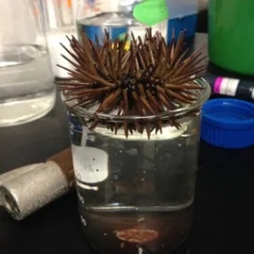 Collecting sea urchin gametes. Credit: David Jacobson