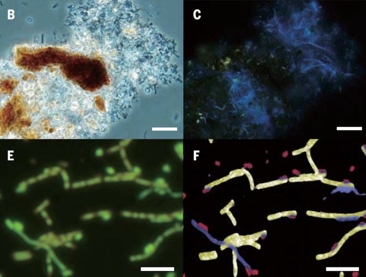 Geochemical and microbiological indications for methanogenic communities in ~2 km deep subseafloor coal beds. Photo courtesy of Mitchell Sogin