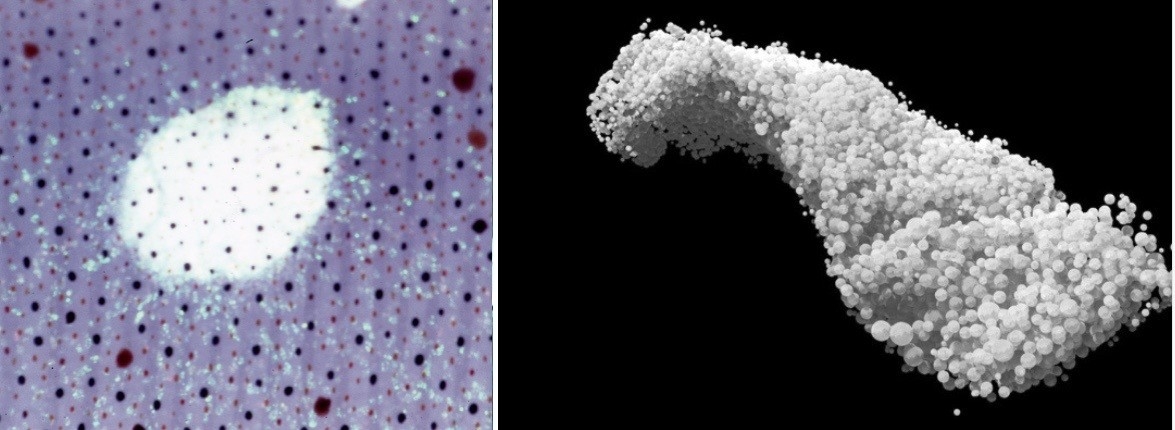 on Left leucophore in cuttlefish skin on Right leucophore visualization Credits R Hanlon and E Kripke