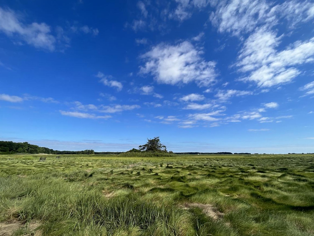 Marsh hay at the Plum Island Ecosystems Long-Term Ecological Research site in northern Massachusetts. MBL ecologists have been studying this coastal site for 30 years and were just awarded a six-year renewal grant from the National Science Foundation. Credit: Adelma Argueta-Roman