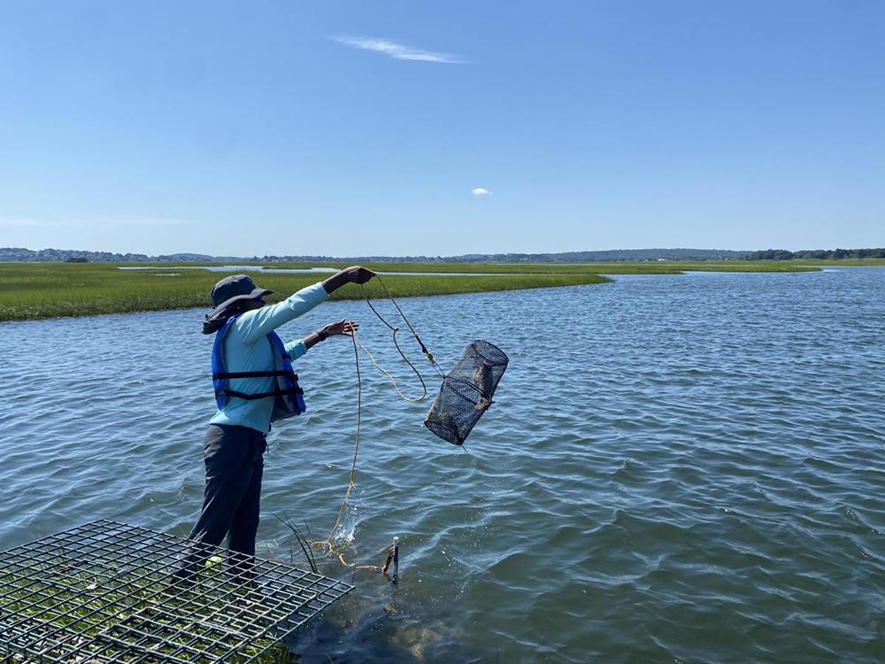 Sampling for green crabs at the Plum Island Ecosystems LTER. Credit: Kaeryel Dowl