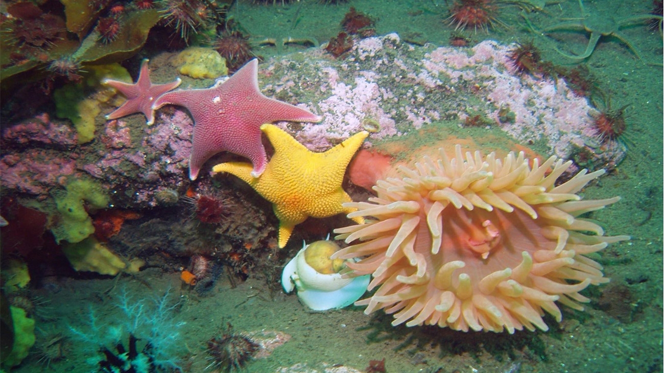 Marine benthic organisms from shallow areas in Deception Island, Antarctica, including red seastar (Odontaster validus), yellow seastar (Odontaster meridionalis), sea urchins (Sterechinus neumayeri), phiura (Ophionotus victoriae), sea cucumber (Ekmocucumis steineni), snail (Amauropsis rossiana), yellow sponge (Mycale acerata), anemone (Isotealia sp.). Credit: Conxita Avila