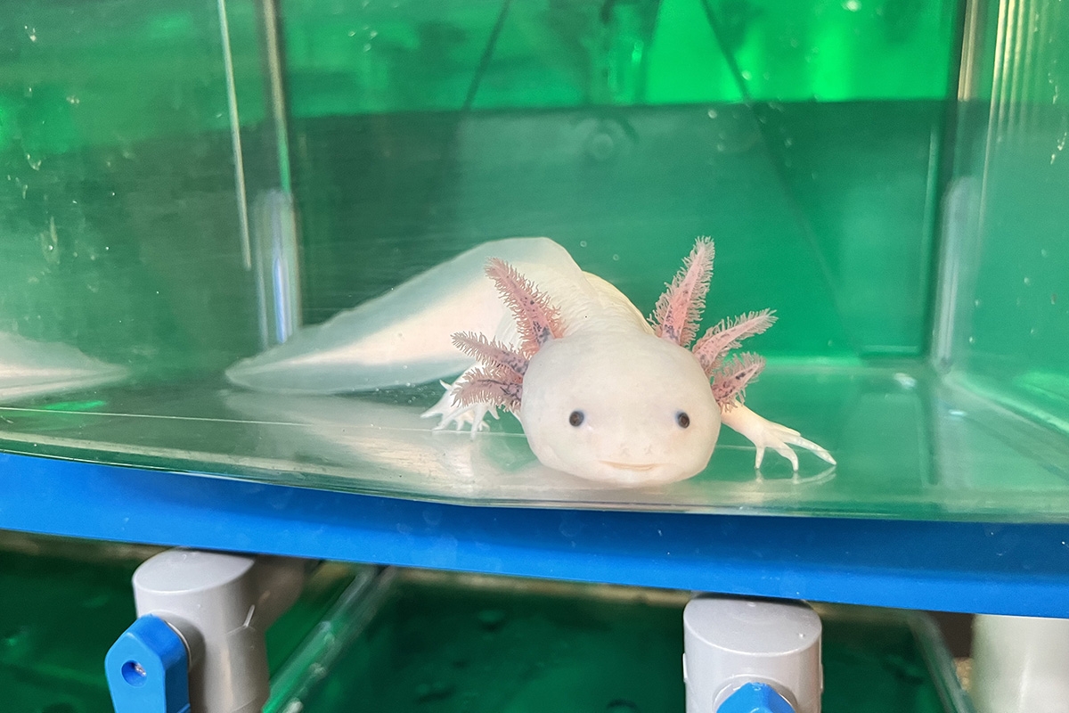 Axolotl