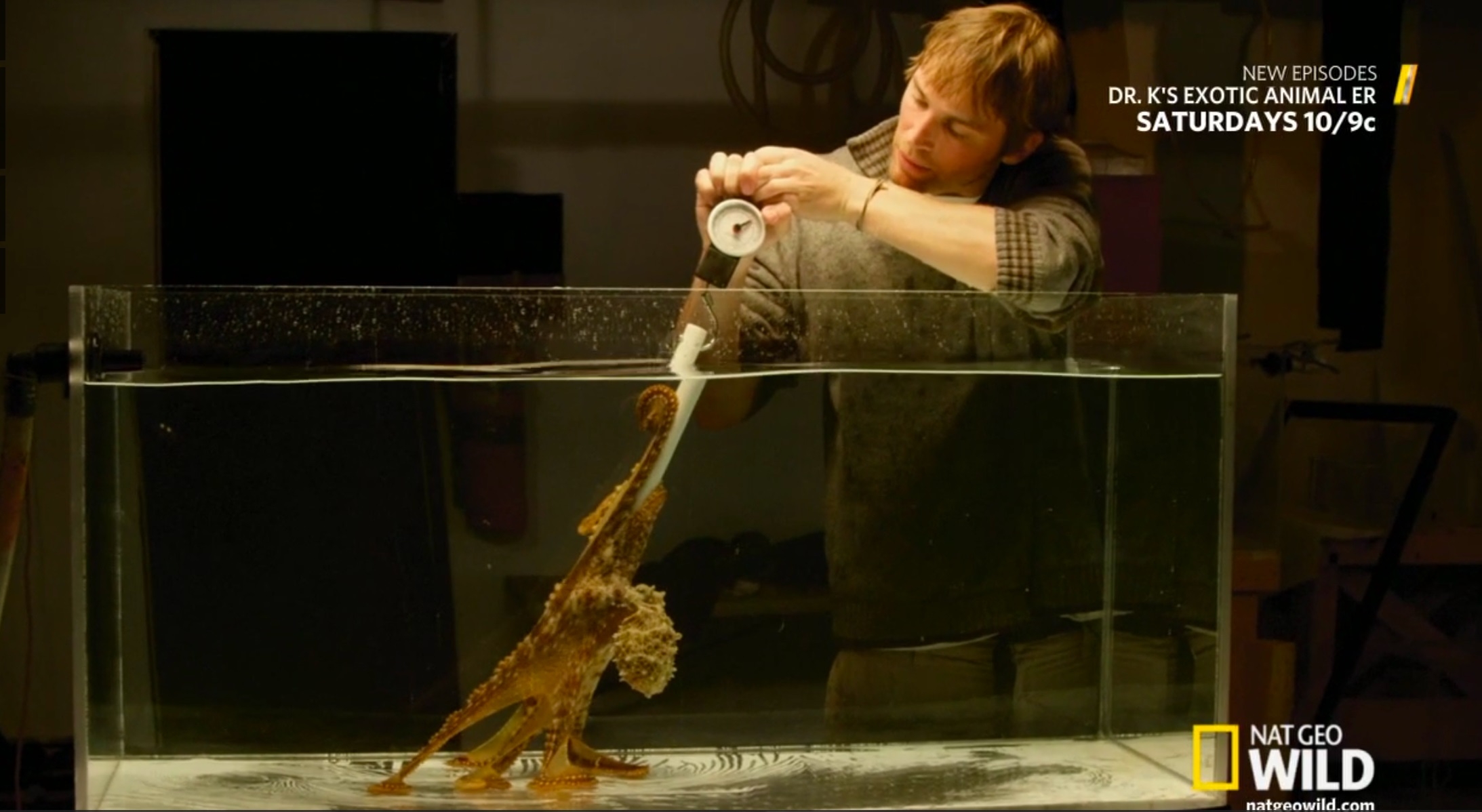 Bret Grasse investigates the potential strength of Octopus cyanea, the Hawaiian day octopus, using a baited device attached to a scale. Credit: National Geographic.