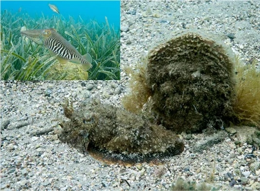 Photo caption: Cuttlefish swimming with smooth skin (insert top left) then settling on the seafloor and masquerading as a shell with algae on it. Note the spiky skin. Credit: Roger Hanlon