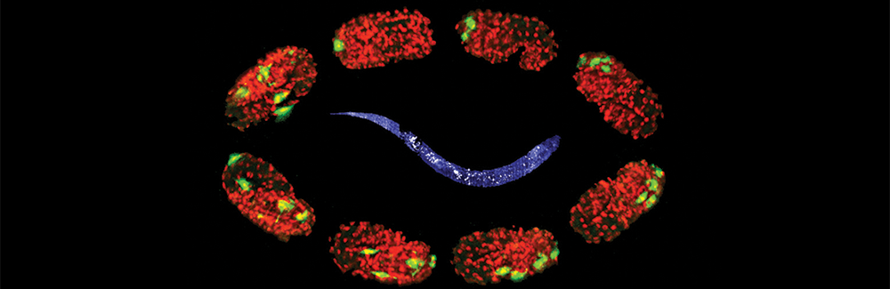 A stylized image of a nematode worm (C. elegans) adult encircled by embryos. Credit: Yicong Wu