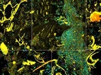 Caption: The colorful spatial organization of different microbes from the colonic lumen of a gnotobiotic mouse.