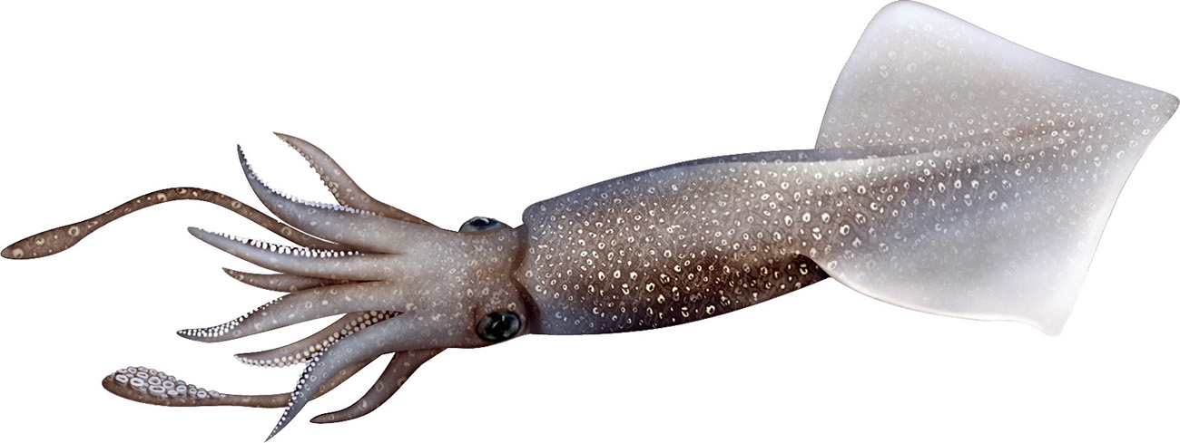 squid illustration