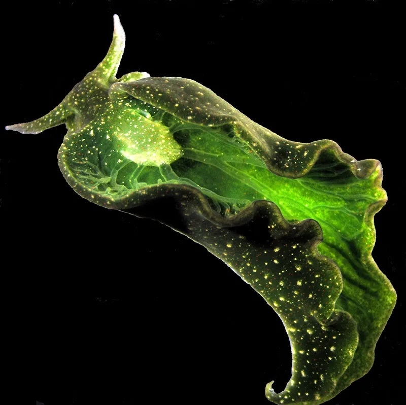 The sea slug Elysia chlorotica "steals" chloroplasts from the algae it eats and uses them to conduct photosynthesis. Credit: Patrick Krug