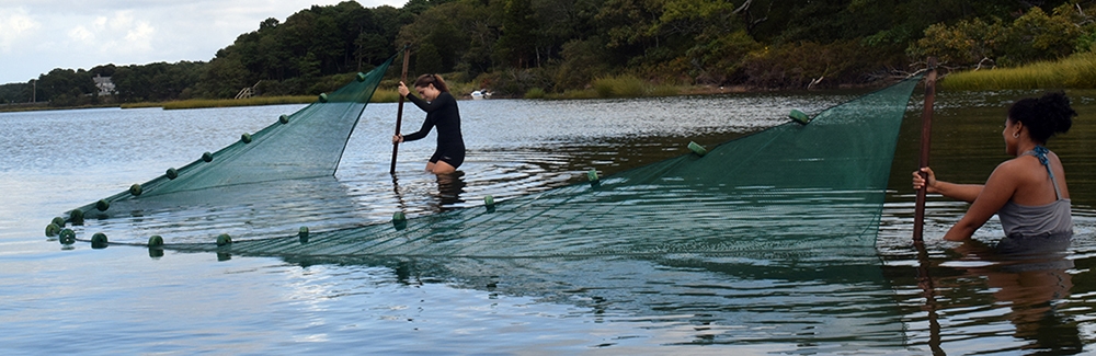 SES Student in Waquoit Bay