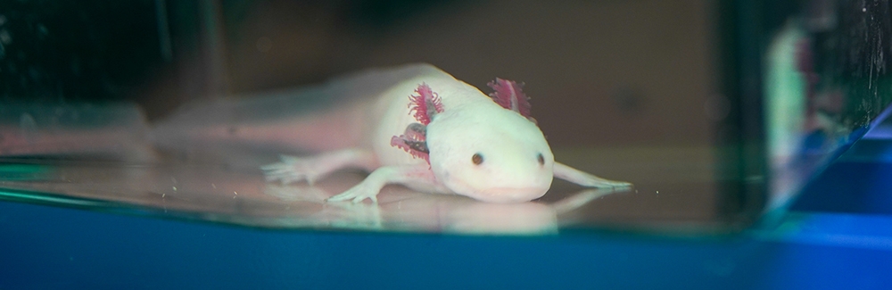 Axolotls in the Karen Echeverri Lab