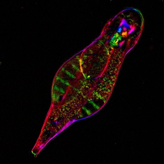 Bdelloid rotifer Adineta vaga under polychromatic polarization microscope. Credit: M.Shribak, I. Arkhipova