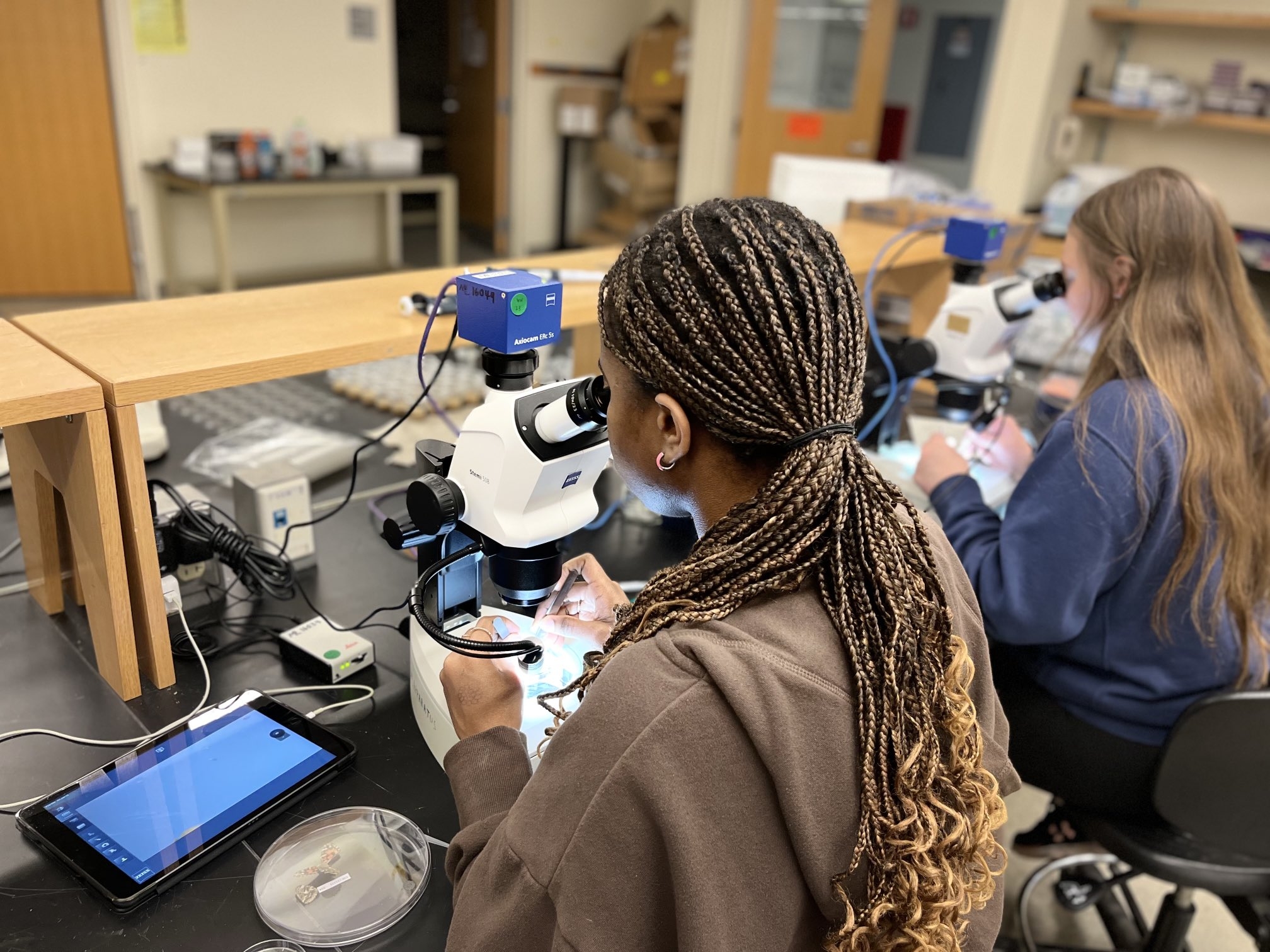 Jan Plan students work with butterfly wings in the lab. Credit: Christina Cota