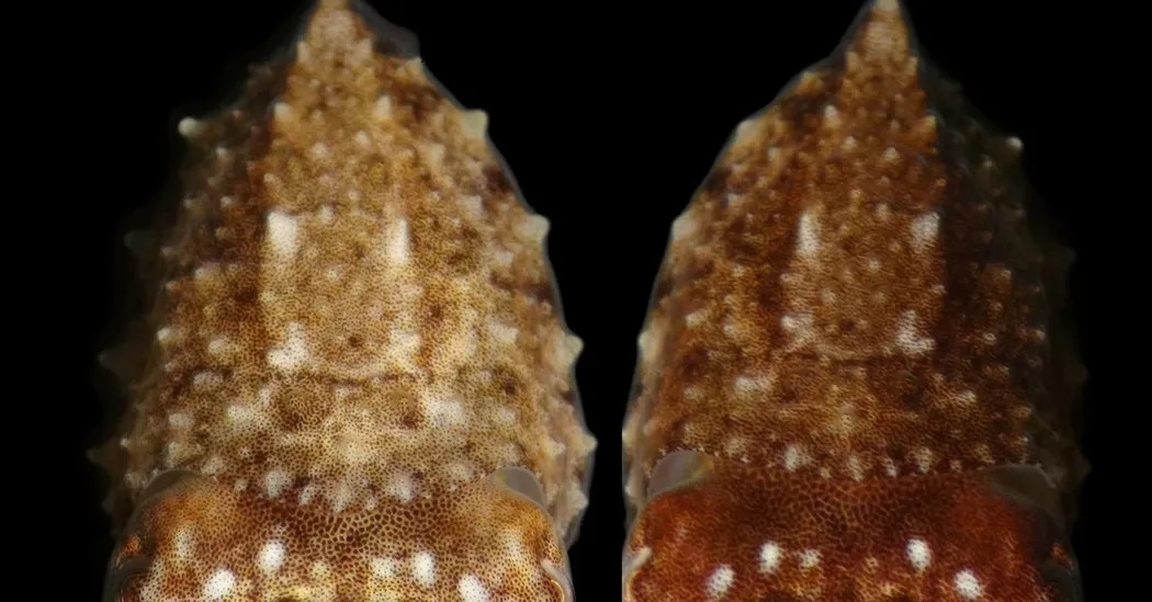 Cuttlefish using color, pattern and texture to resemble better the rocks and algae around it. Credit: Roger Hanlon