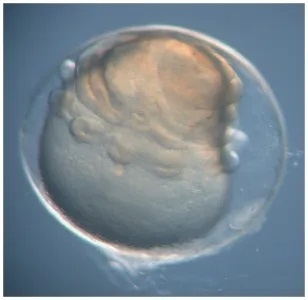 Early Hawaiian bobtail squid embryo in culture. Credit: Karen Crawford