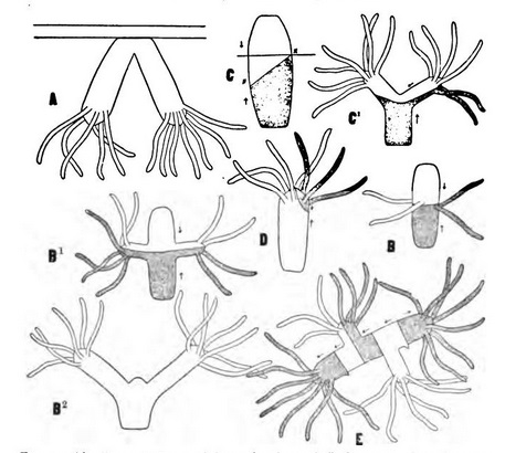 Illustration: Regeneration of Hydra. Fig. 47 from Regeneration by Thomas Hunt Morgan (London: Macmillan and Co., 1901).