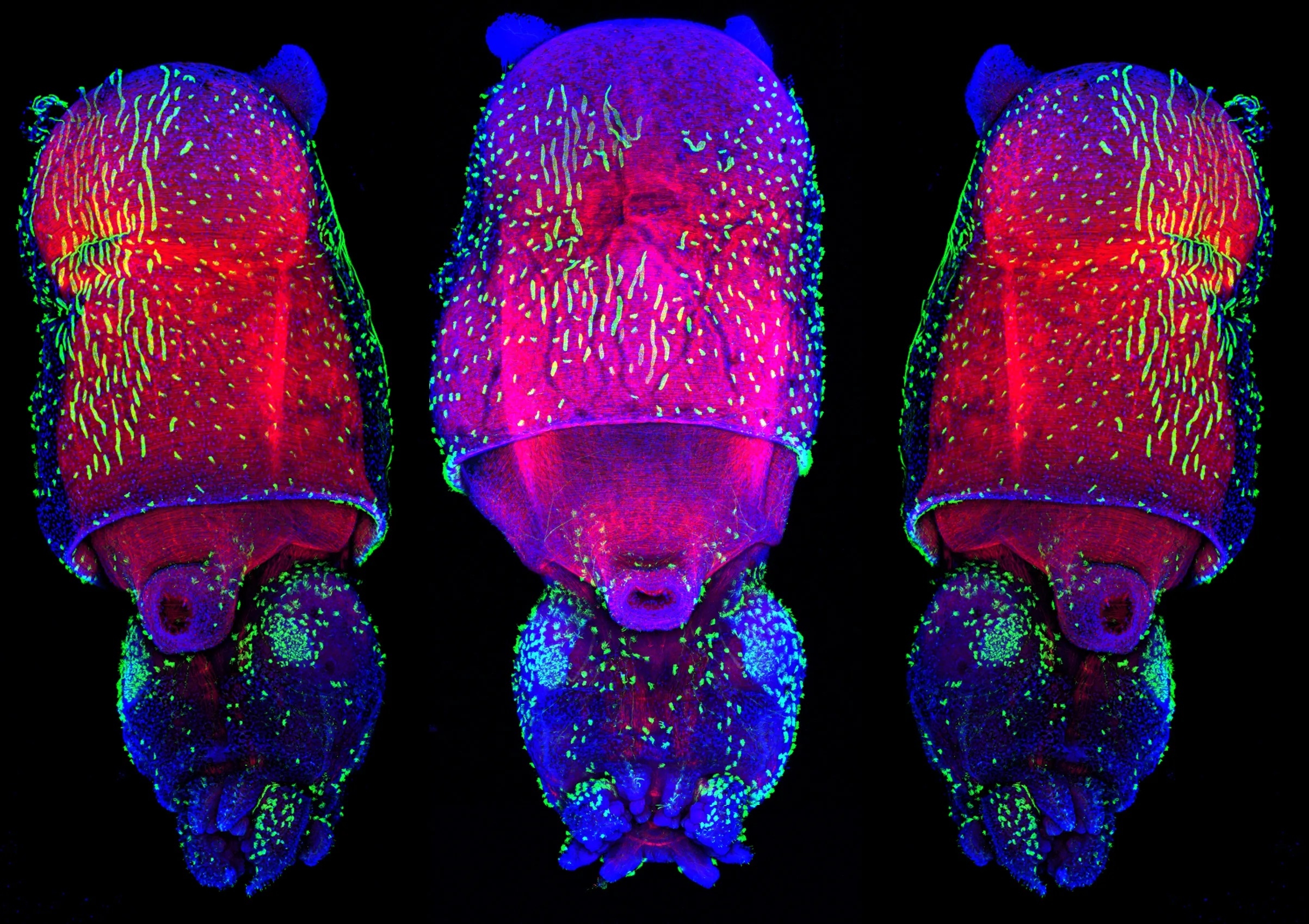 Juvenile of the Longfin inshore squid, Doryteuthis pealei. The F-actin staining (red) reveals the musculature of the mantle; and the acetylated-tubulin staining (green) reveals the tufts of cilia on the surface of the mantle and rest of the body. Nuclei stained blue. Credit: Wang Chi Lau, MBL Embryology Course