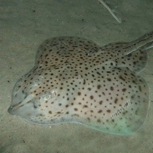 A little skate (Leucoraja erinacea) resting on sand. Credit: Lydia Mäthger.