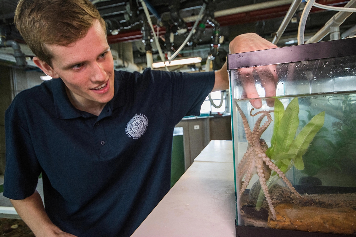 Matt Everett and a California Two Spot octopus in one of the Marine Biological Laboratory’s outreach tanks. Credit: Tim Briggs