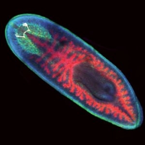 Nervous system of the planarian, one of many regenerative organisms studied at MBL since the early 1900s. Credit: 2013 MBL Embryology course