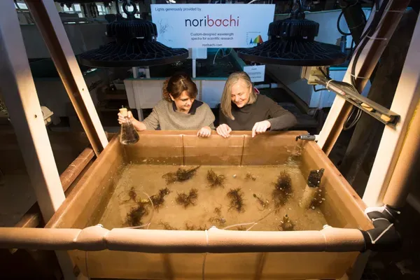 Elena Lopez Peredo and Zoe Cardon working in the MBL Marine Resources Center. Credit: Tom Kleindinst