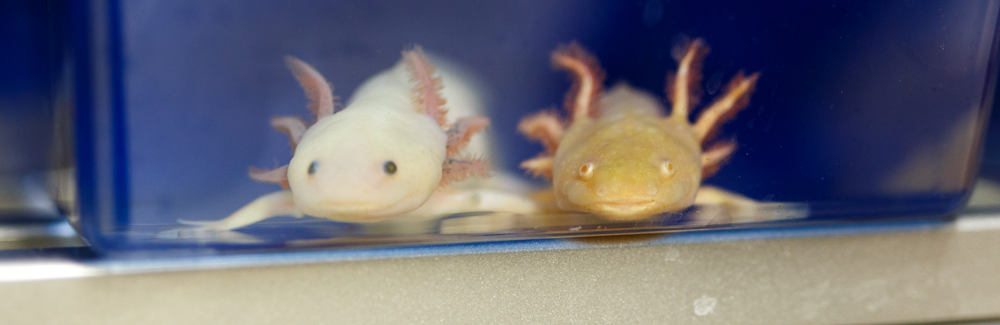 Axolotls with natural differences in pigmentation in Karen Echeverri’s MBL laboratory.