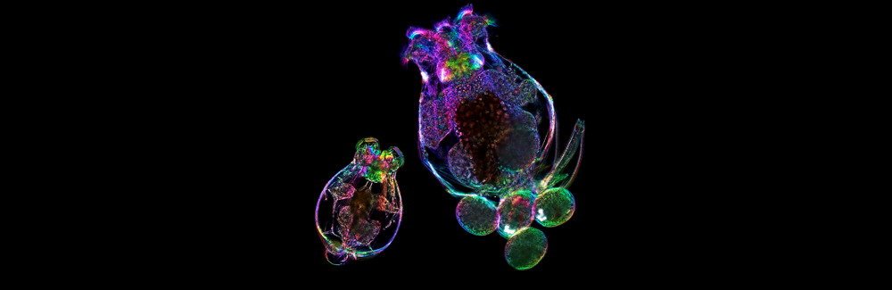 Brachionus rotifer. Courtesy: Kristin Gribble