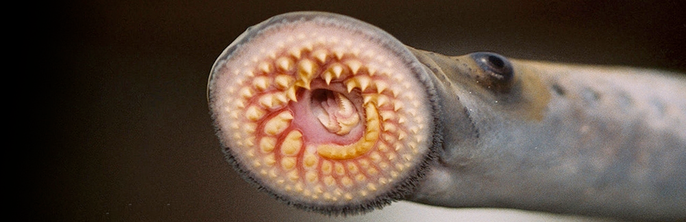 sea lamprey