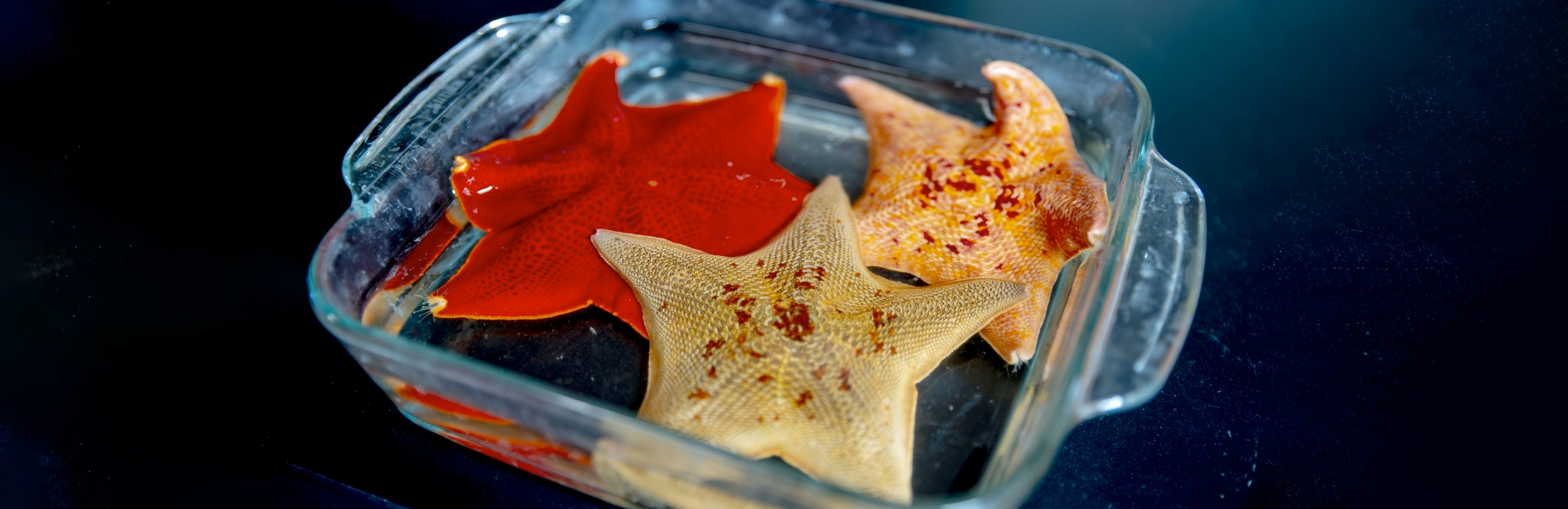 The bat sea star Patiria miniata. Photo credit: Conor Gearin