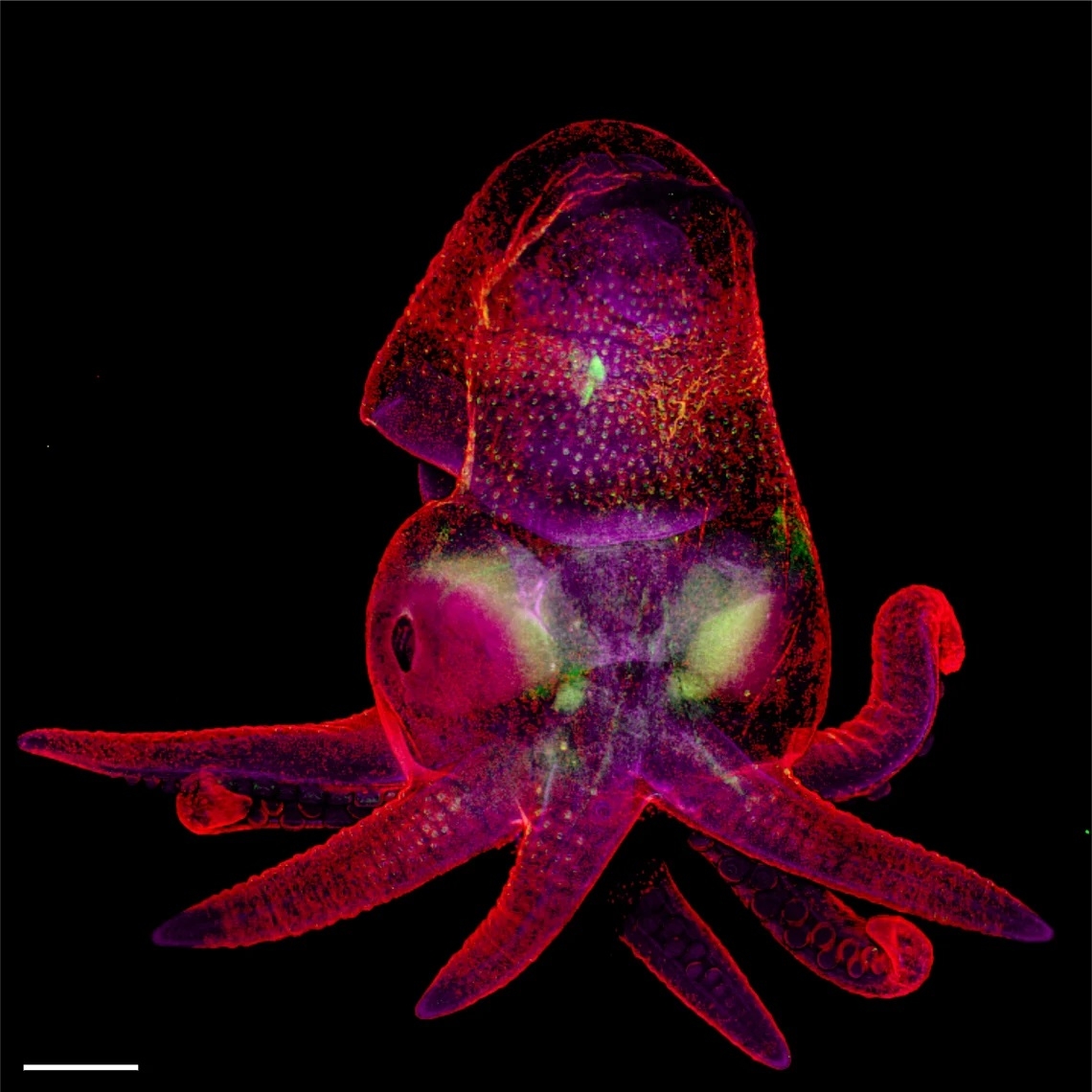 Octopus Embryo by Martyna Lukoseviciute