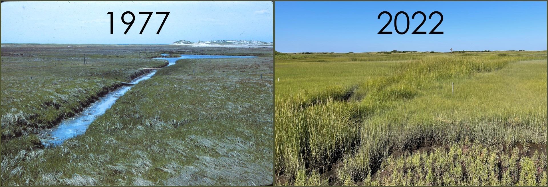 One of the experimental plots in Great Sippewissett Marsh 1977 vs 2022. 