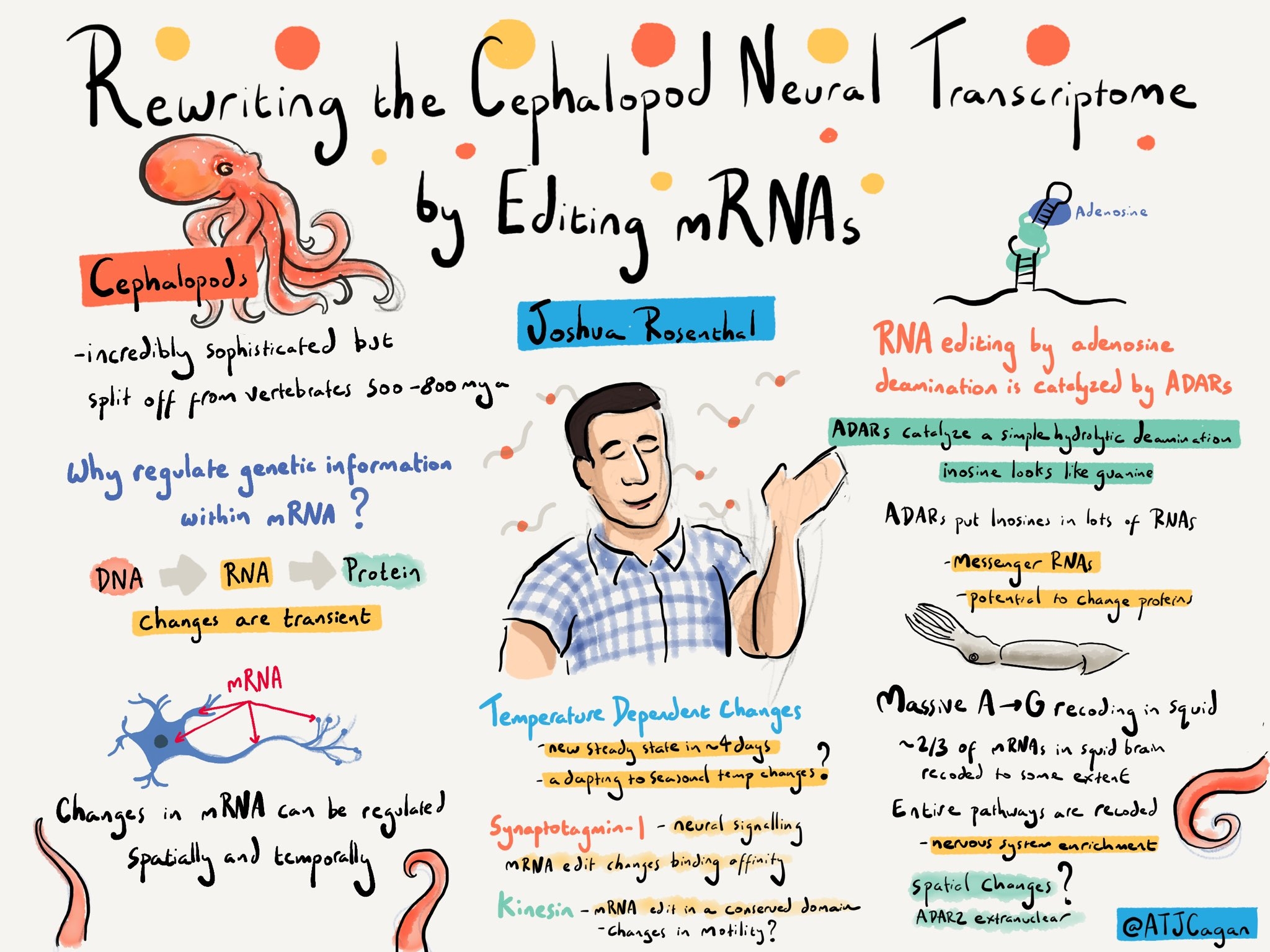 A cartoon digest of Joshua Rosenthal's scientific talk: Rewriting teh CEphalopod Neural Transcriptome by Editing mRNAs by ATJ Cagan