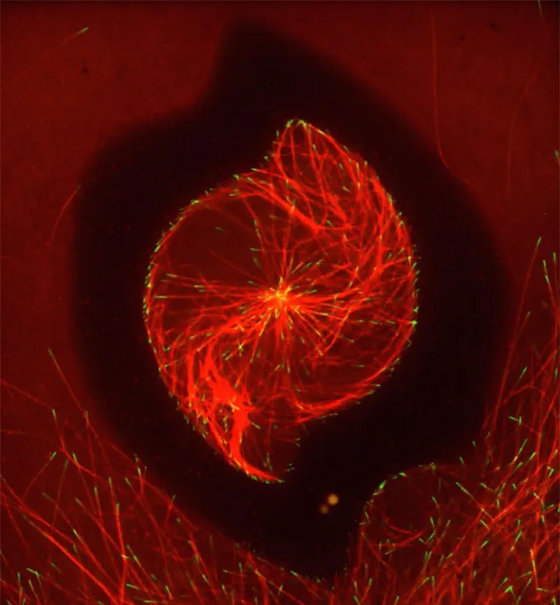 Still from a movie of mitosis by Abdullah Bashar Sami, Jesse Gatlin lab.