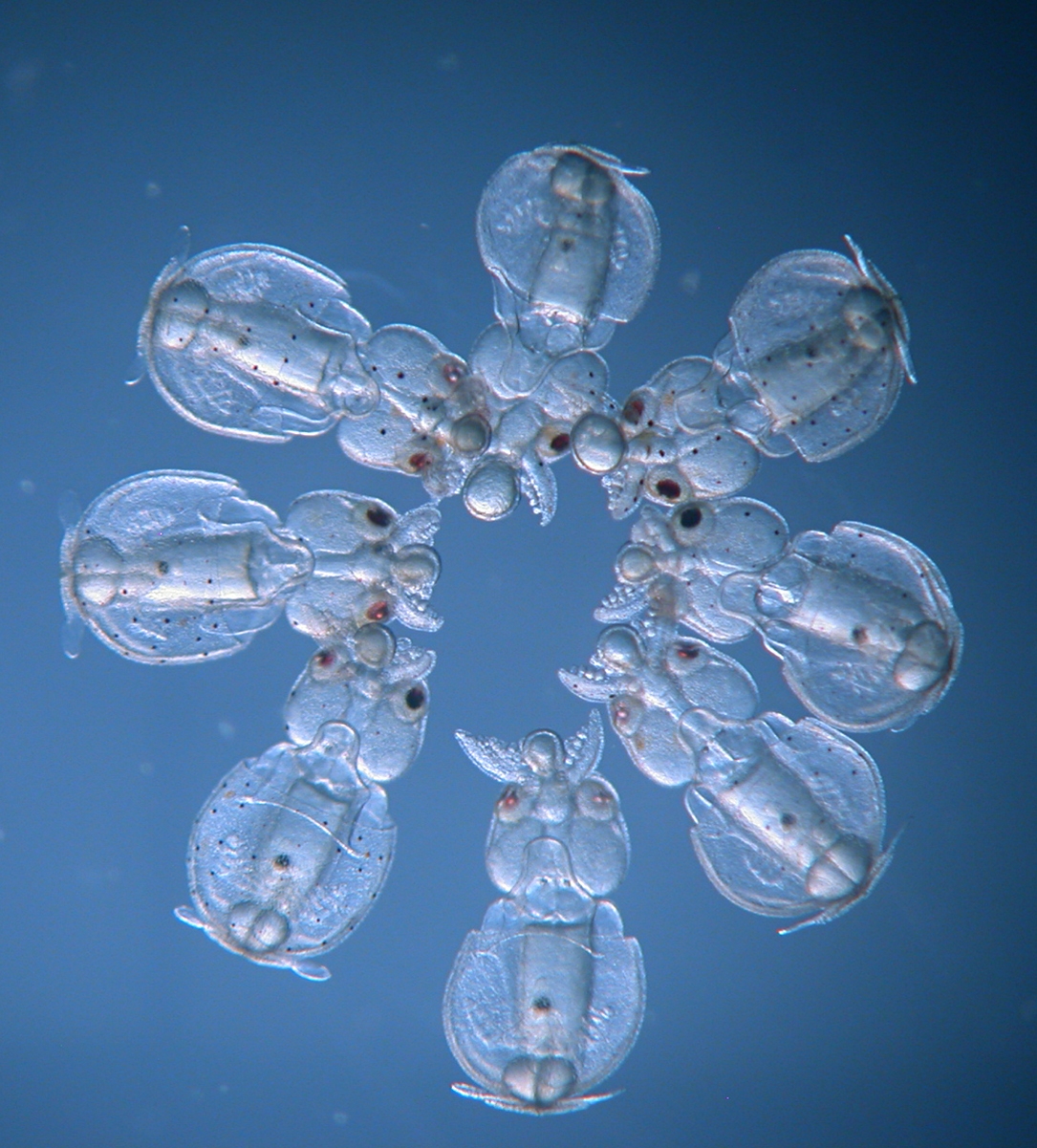 Ring of mosaic squid hatchlings (Doryteuthis pealeii). These embryos were injected with CRISPR-Cas9 at different times before the first cell division, resulting in mosaic embryos with different degrees of knockout. Credit: Karen Crawford