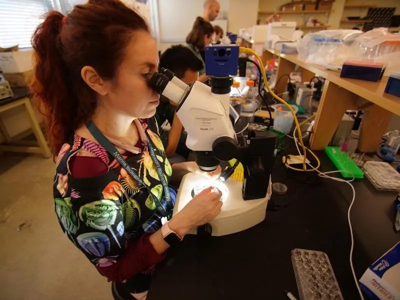 Heather Bruce dissecting crustacean embryos. Credit: Eric Chen