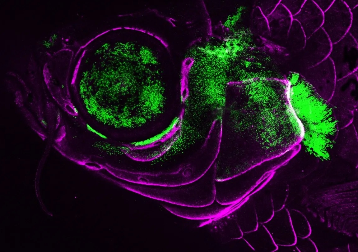 A live adult zebrafish showing showing Pou3f3 gene activity (green) in the gill cover, jaw support skeleton, and eye. Bone-forming cells are labeled in magenta. (Image by Peter Fabian/USC Stem Cell)