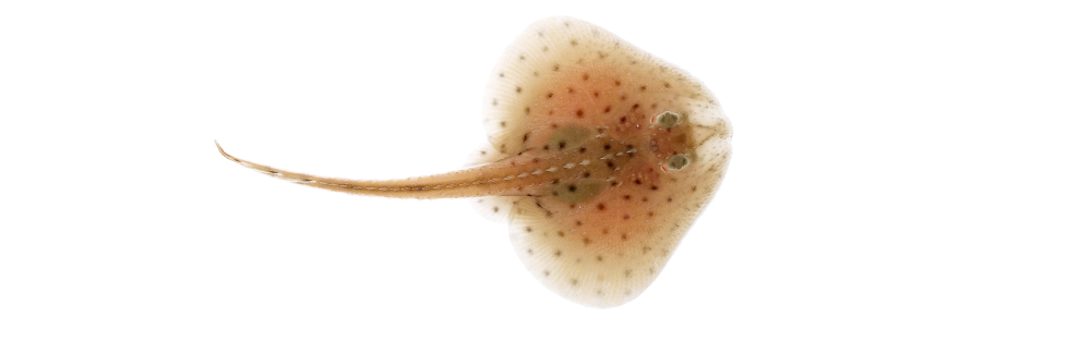 little skate on a white background credit: J Andrew Gillis