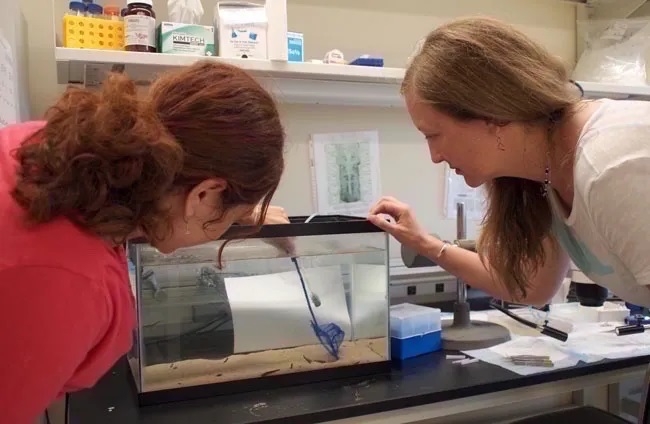 Jennifer Morgan (right) and colleague Ona Bloom with a juvenile lamprey. Credit: Amanda Martinez